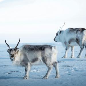 Tomáš Malík caribou