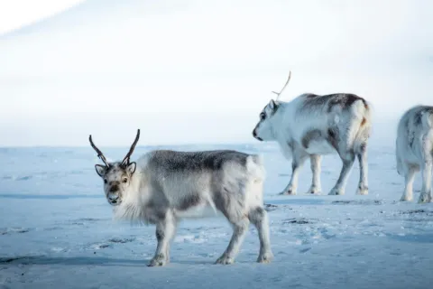 Tomáš Malík caribou